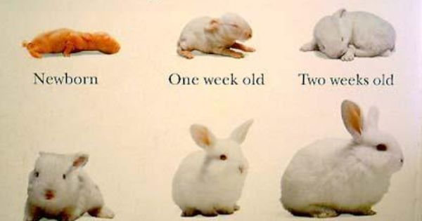 Holland lop litters of babies! Holland Lops ~ Autumn Gillispie Hayes Middle School